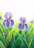Carte postale laine cardée - Fleurs et Paysages - Mercurius Motif : Fleur 8